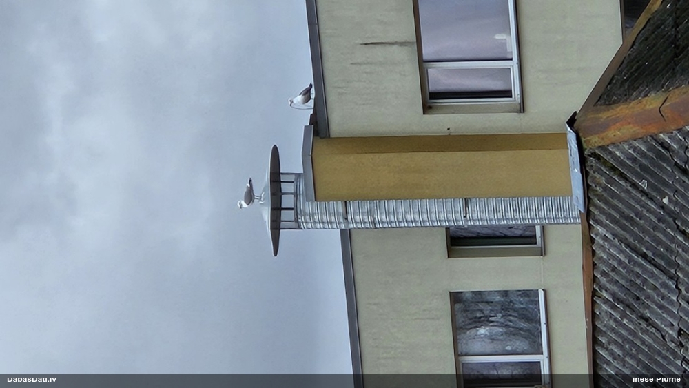 серебристая чайка