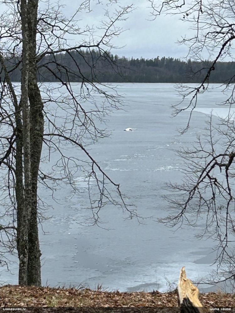 лебедь-кликун