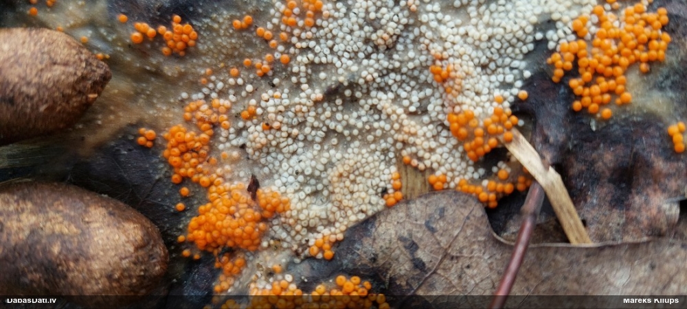 Inermīzija Byssonectria terrestris