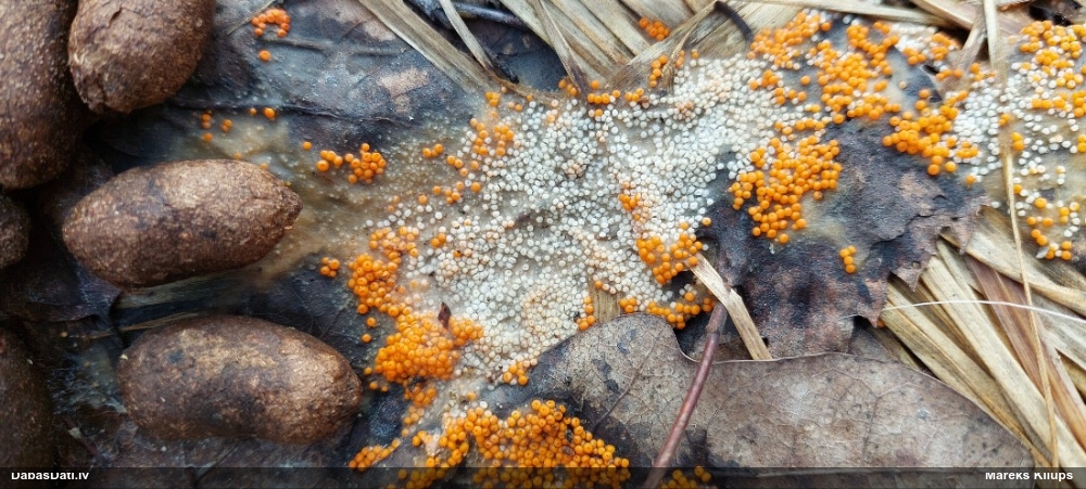 Inermīzija Byssonectria terrestris