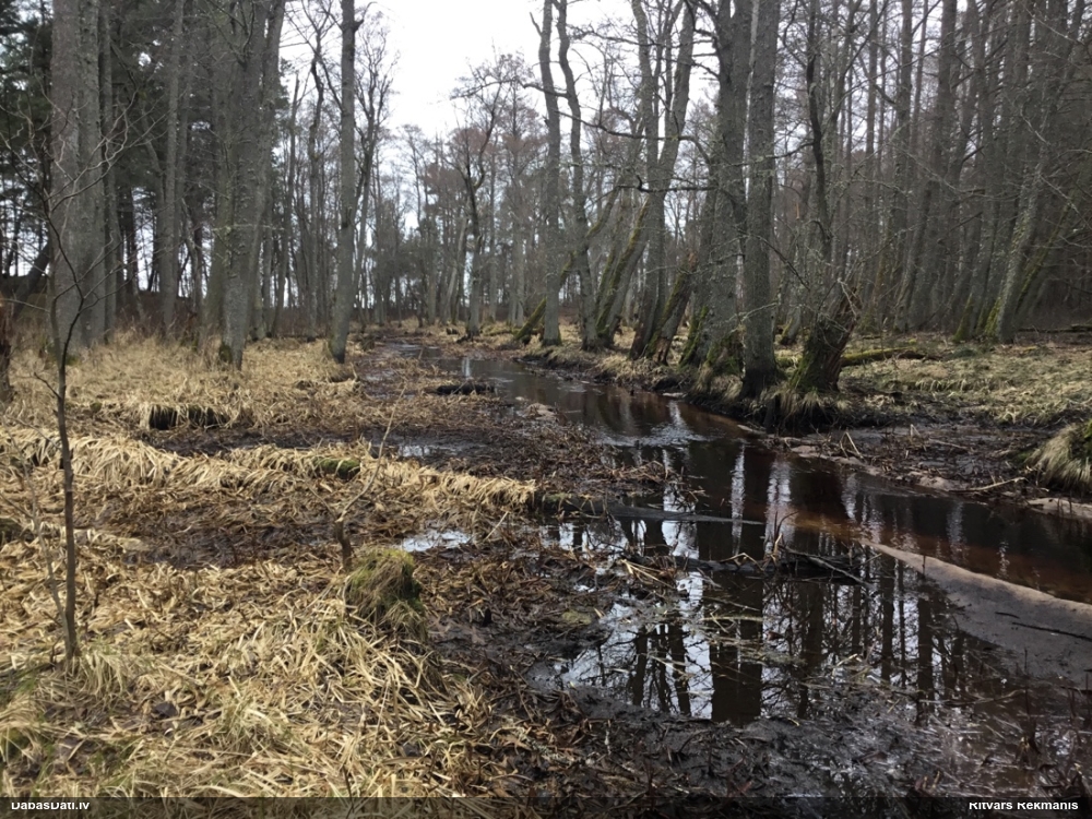 ольха черная