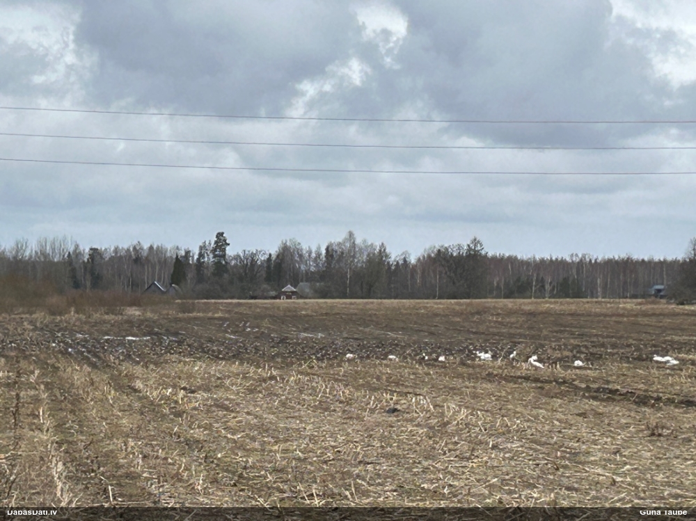 лебедь-кликун