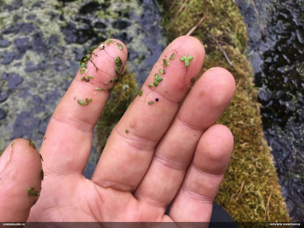 ряска тройчатая