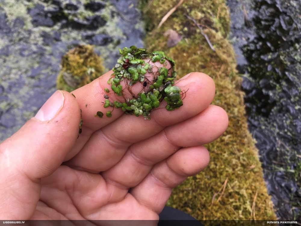 ряска тройчатая