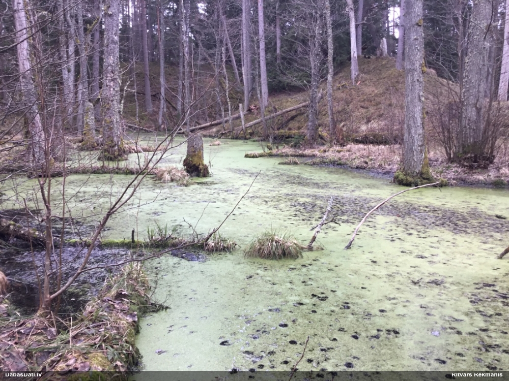 ряска тройчатая