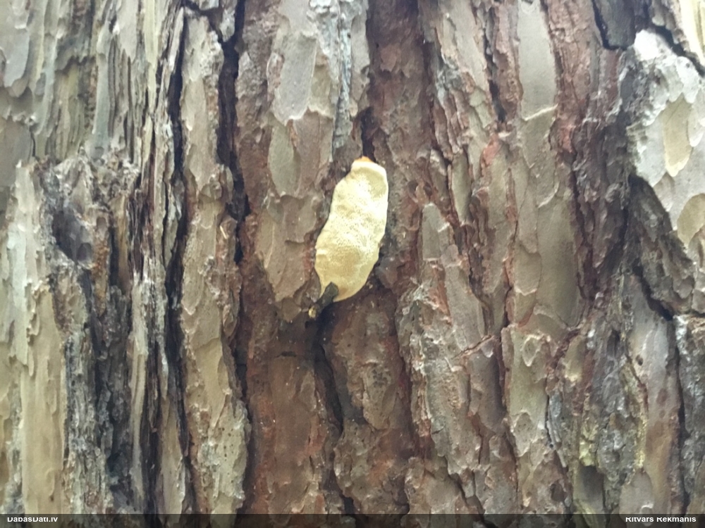 Iedzeltenā diplomitopore