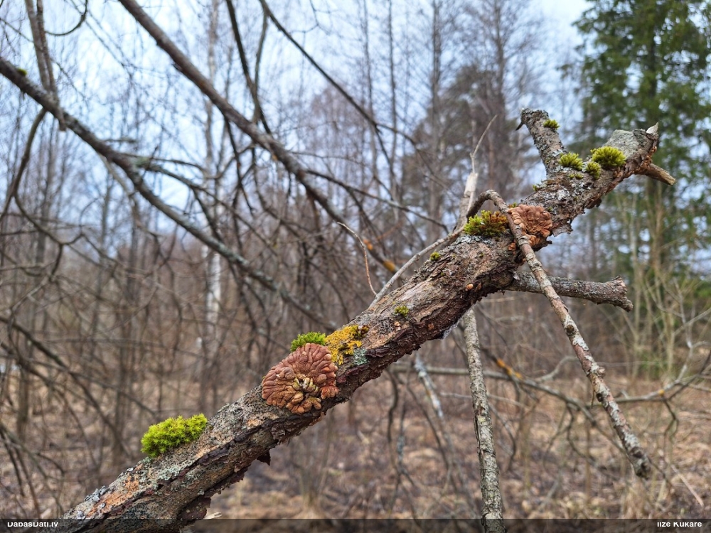 Ķērpjveida žagarainis