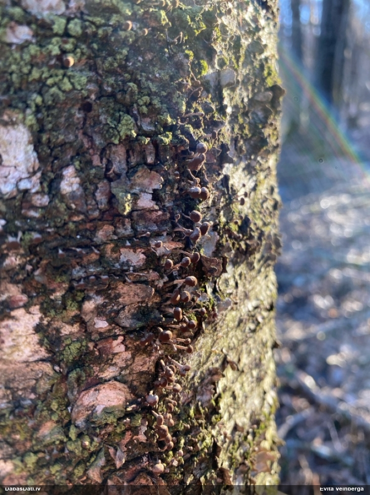 Dižskābaržu fleogena