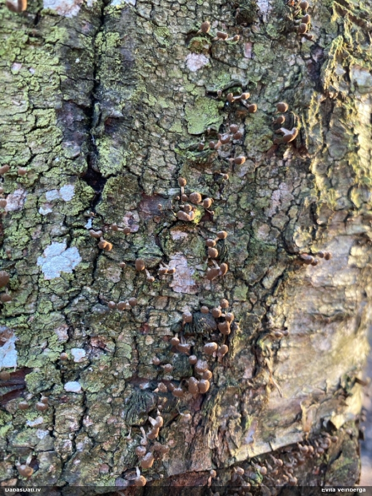 Dižskābaržu fleogena