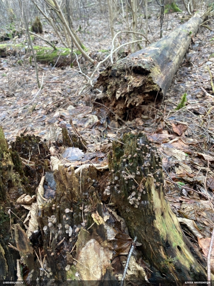 Vilkpienaine (nenoteikta)