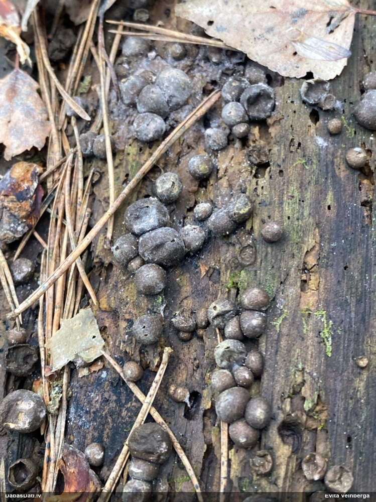 Vilkpienaine (nenoteikta)