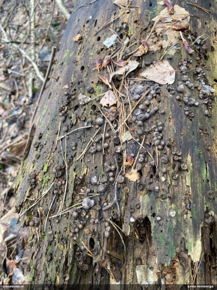 Vilkpienaine (nenoteikta)