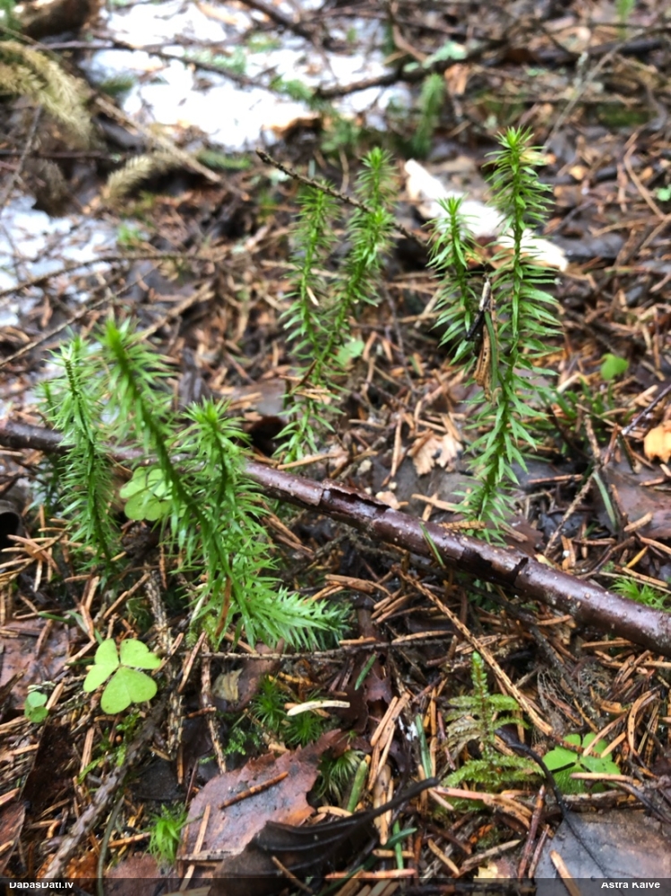 плаун годичный