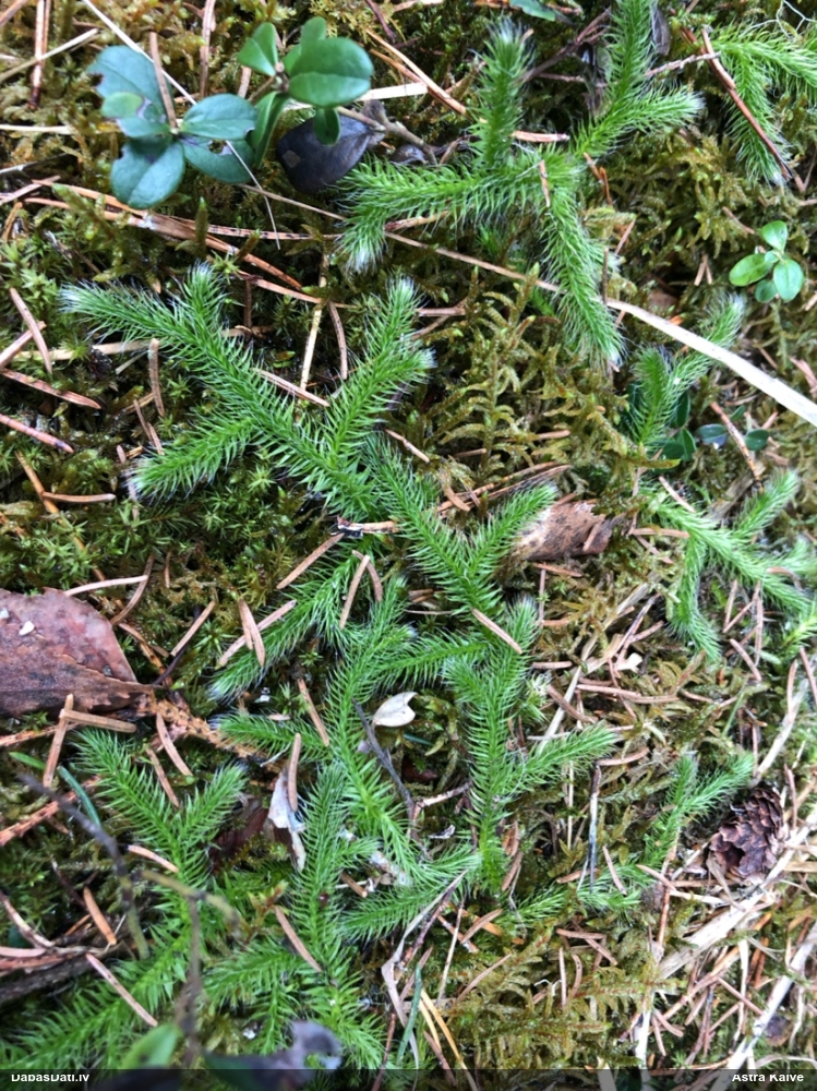 плаун булавовидный