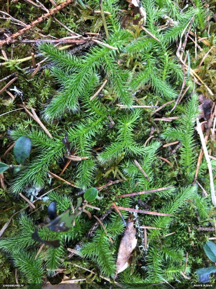 плаун булавовидный