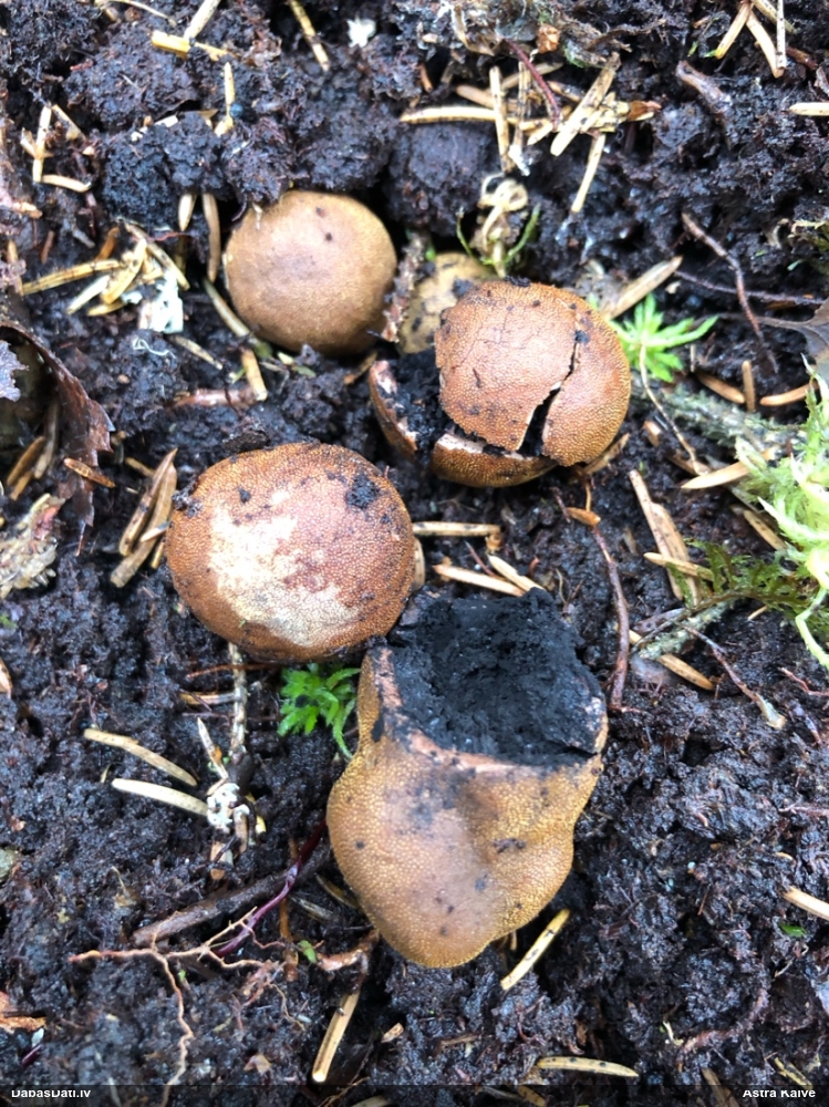 Skarbā briežtrifele