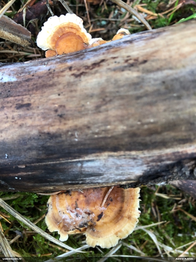 Dzeltenā tauriņpiepe