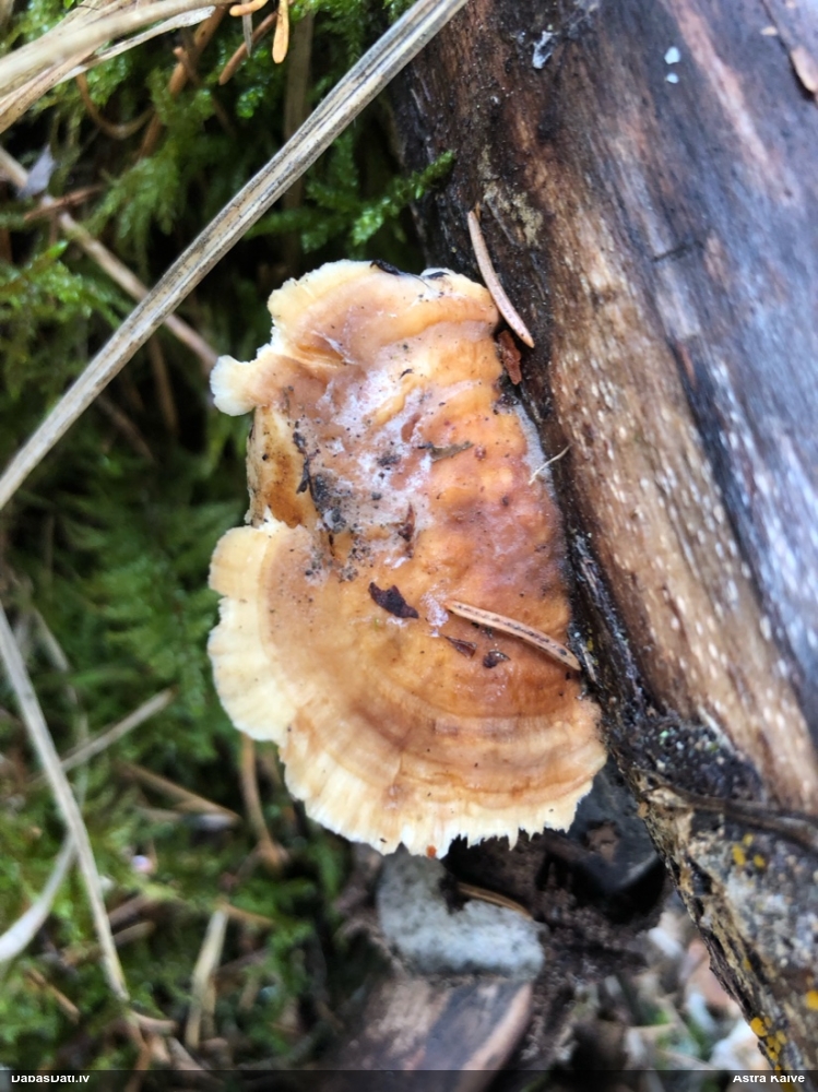 Dzeltenā tauriņpiepe