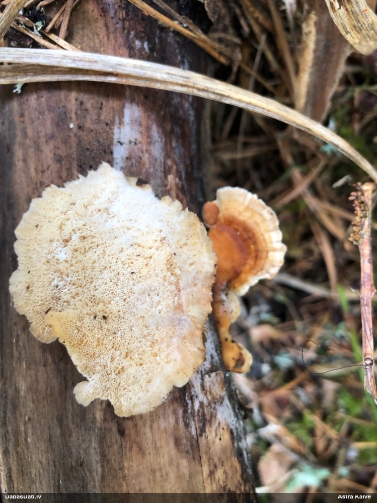 Dzeltenā tauriņpiepe