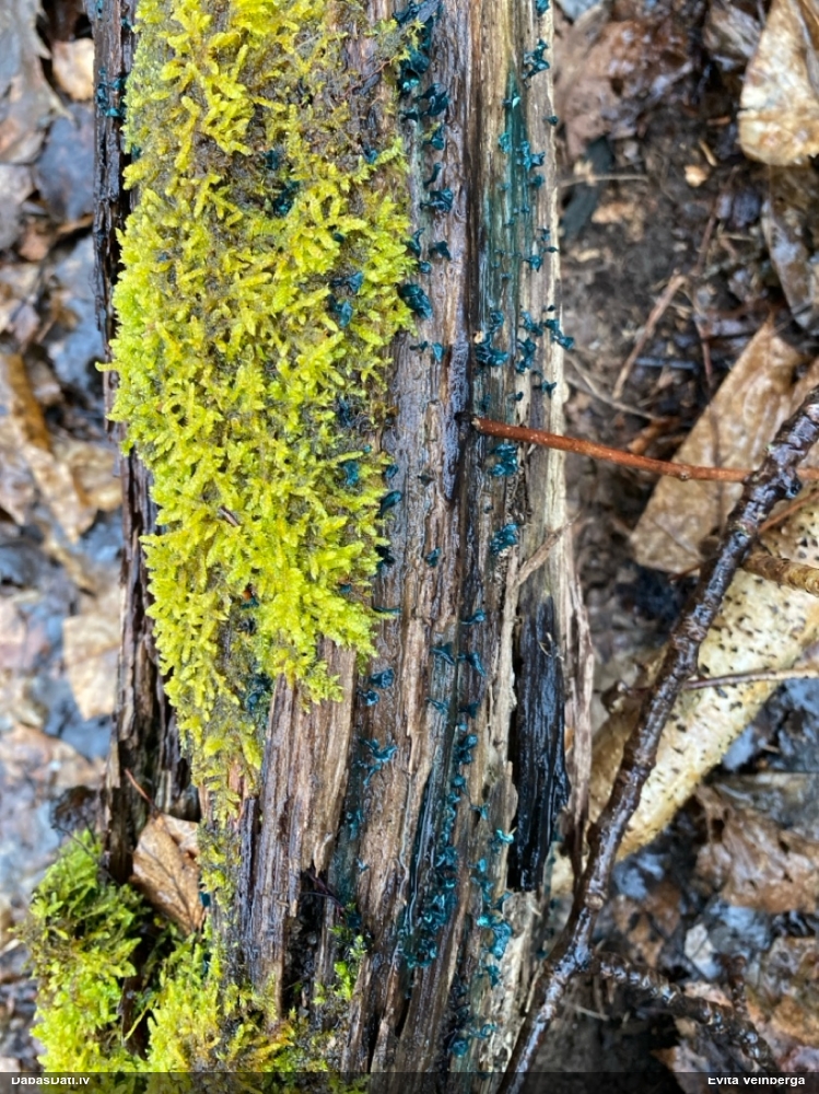 Zilzaļā hlorociborija