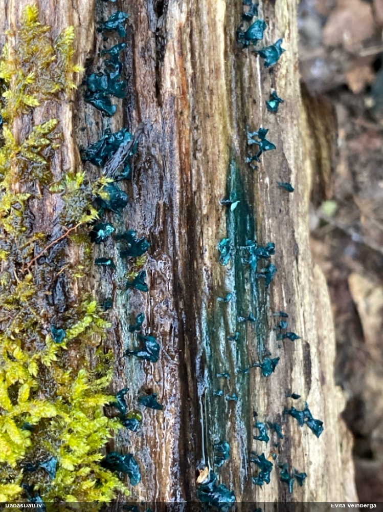 Zilzaļā hlorociborija