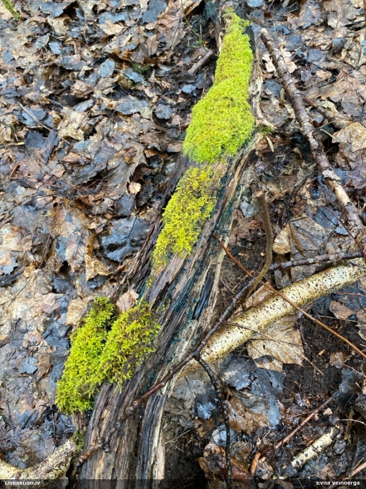 Zilzaļā hlorociborija