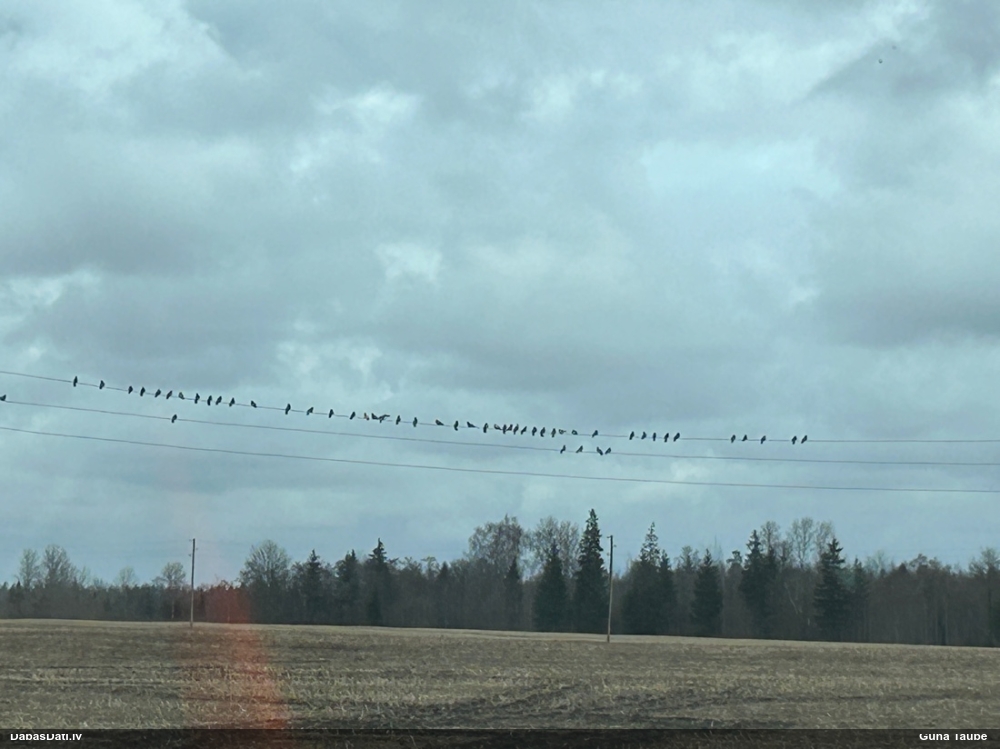 сизый голубь