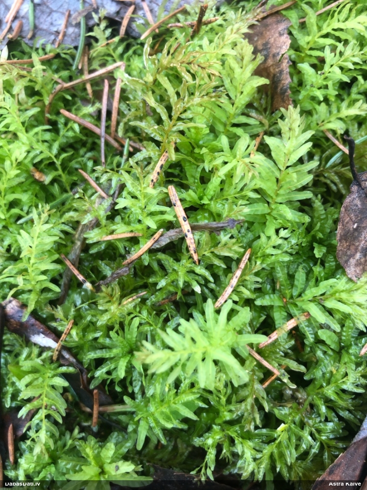 Viļņainā skrajlape