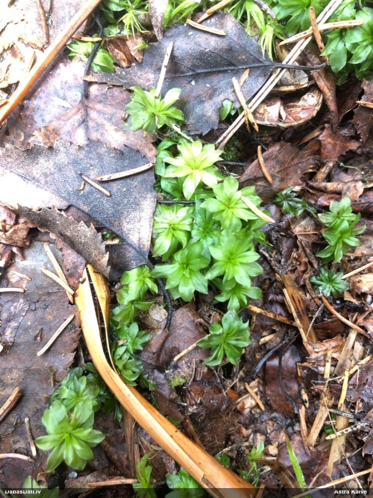 Parastā rožgalvīte