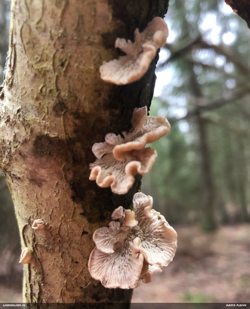 Cirtainā kroklapīte