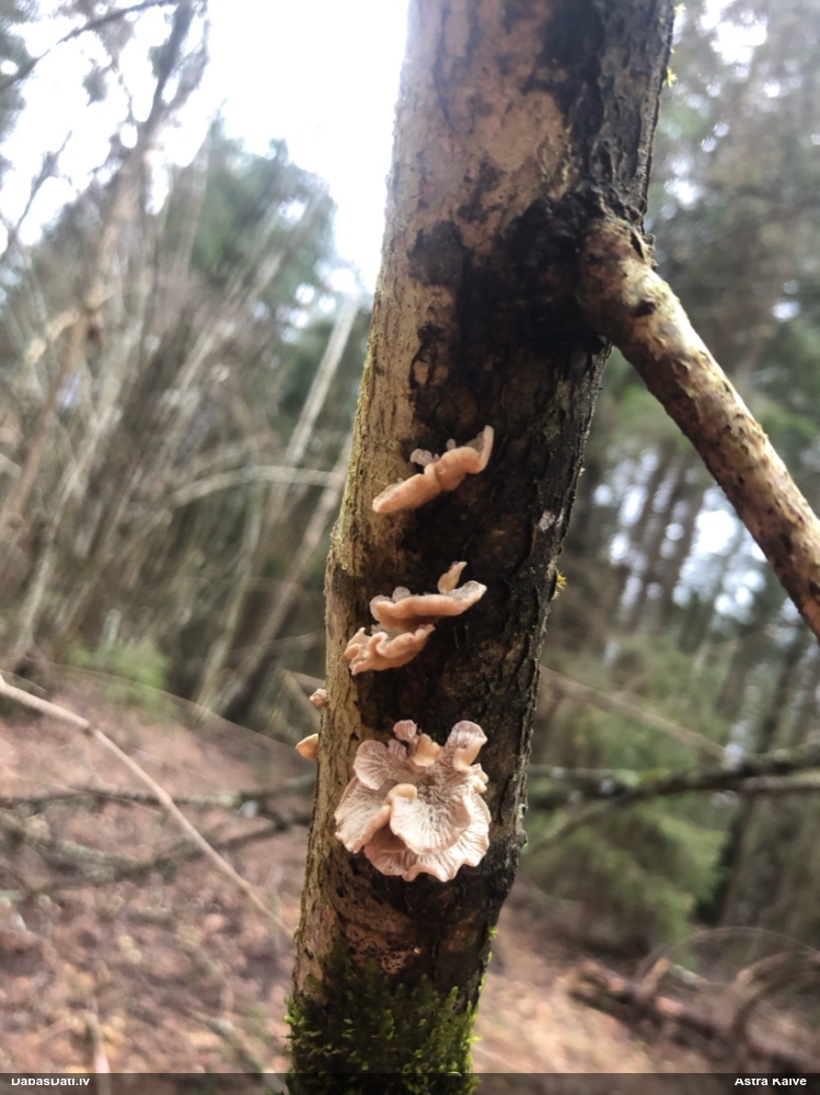 Cirtainā kroklapīte