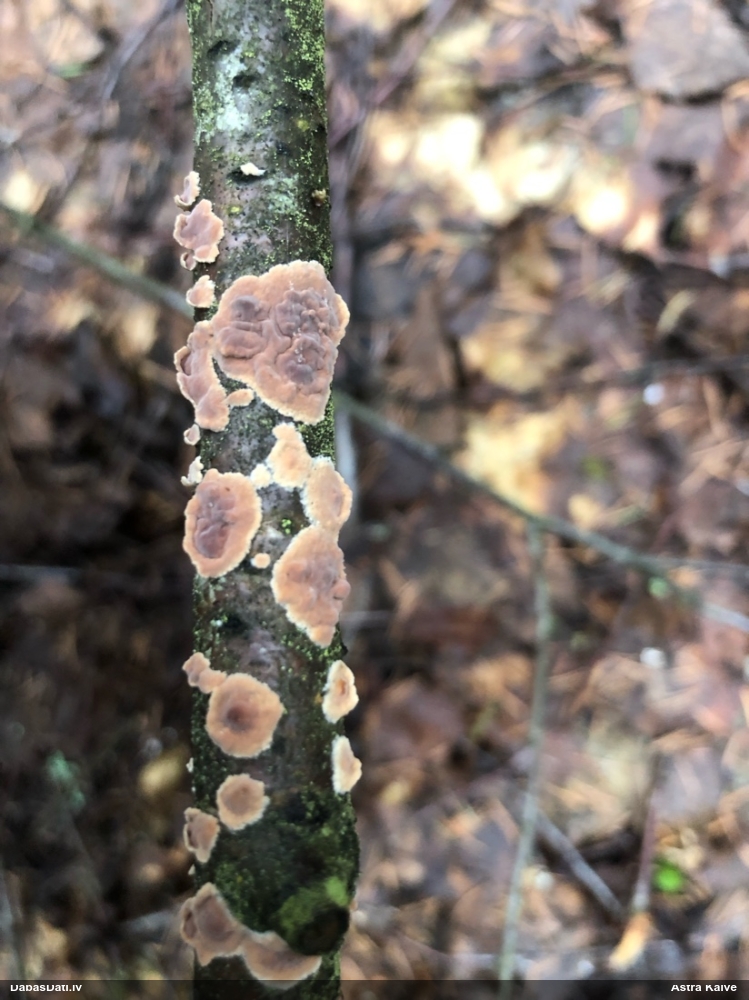 Viļņainā pagurpiepe