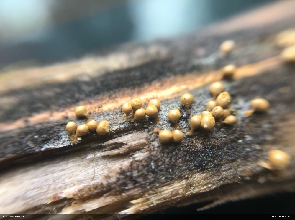 Trihija, hemitrihija (nenoteikta)