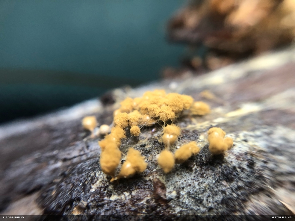 Trihija, hemitrihija (nenoteikta)