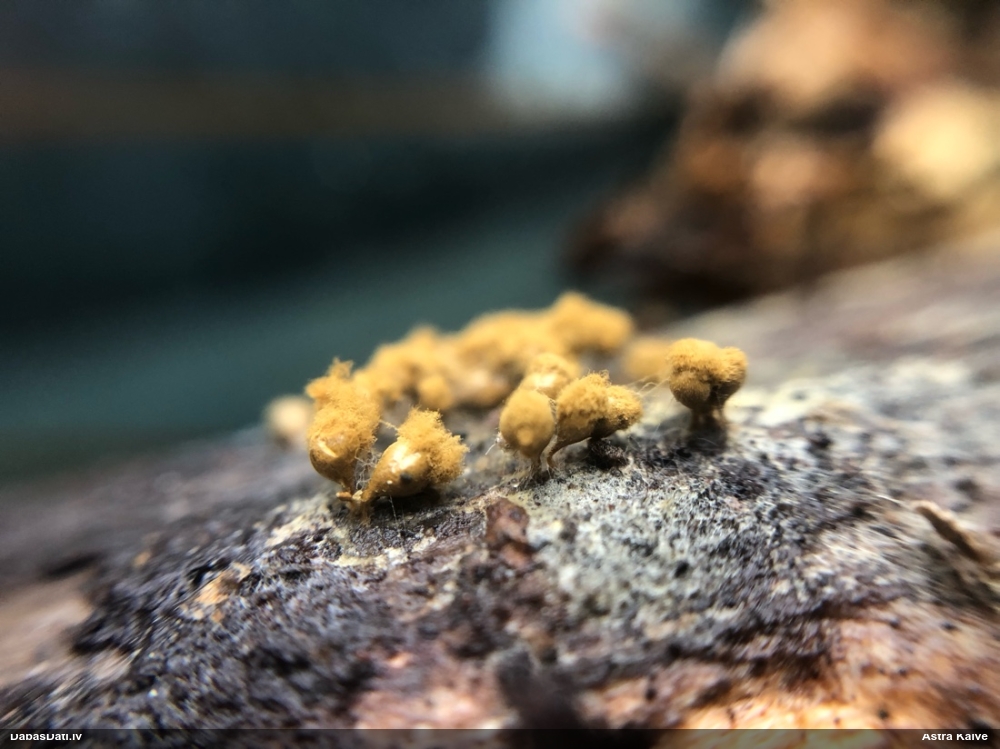 Trihija, hemitrihija (nenoteikta)