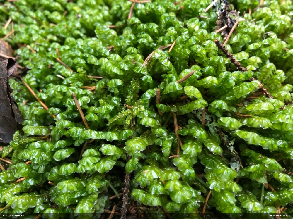 Lielā greizkausīte