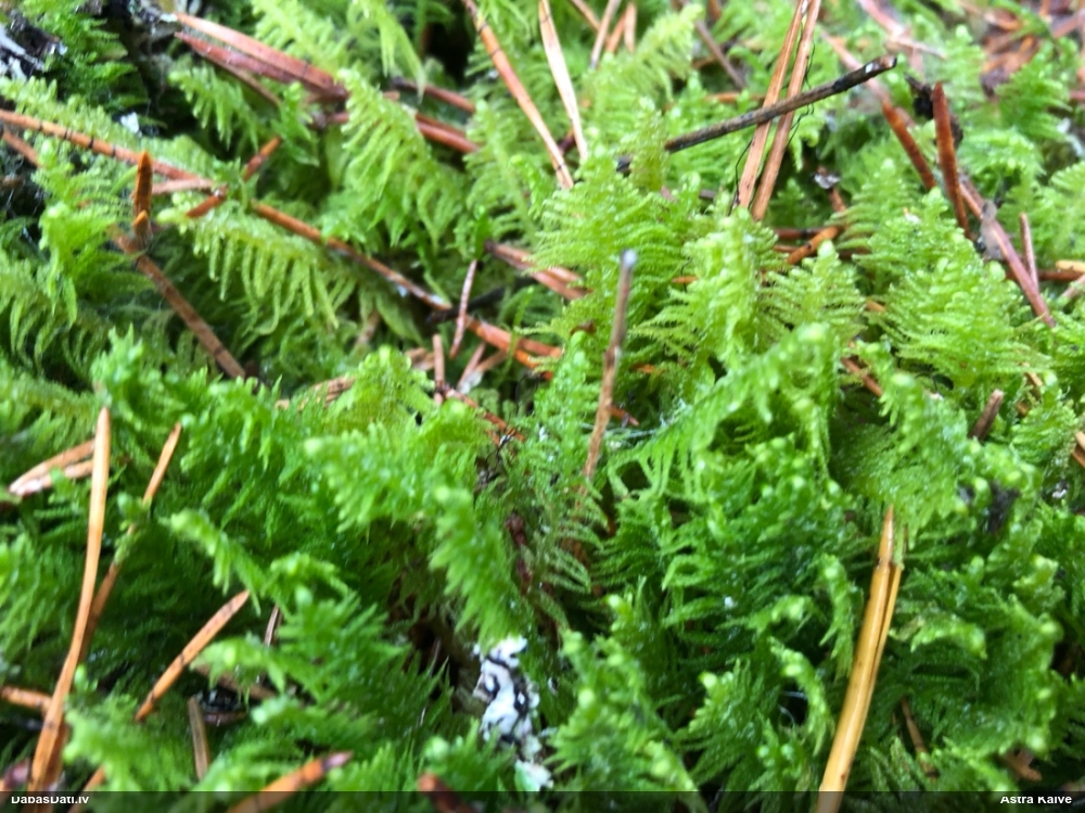 Parastā straussūna