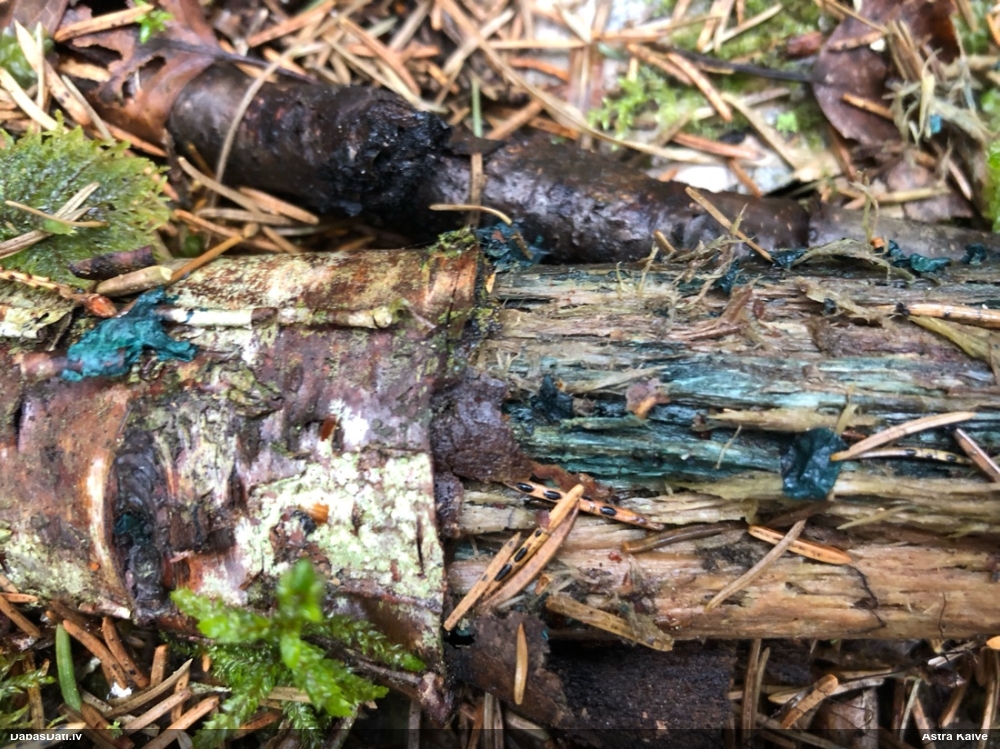 Zilzaļā hlorociborija