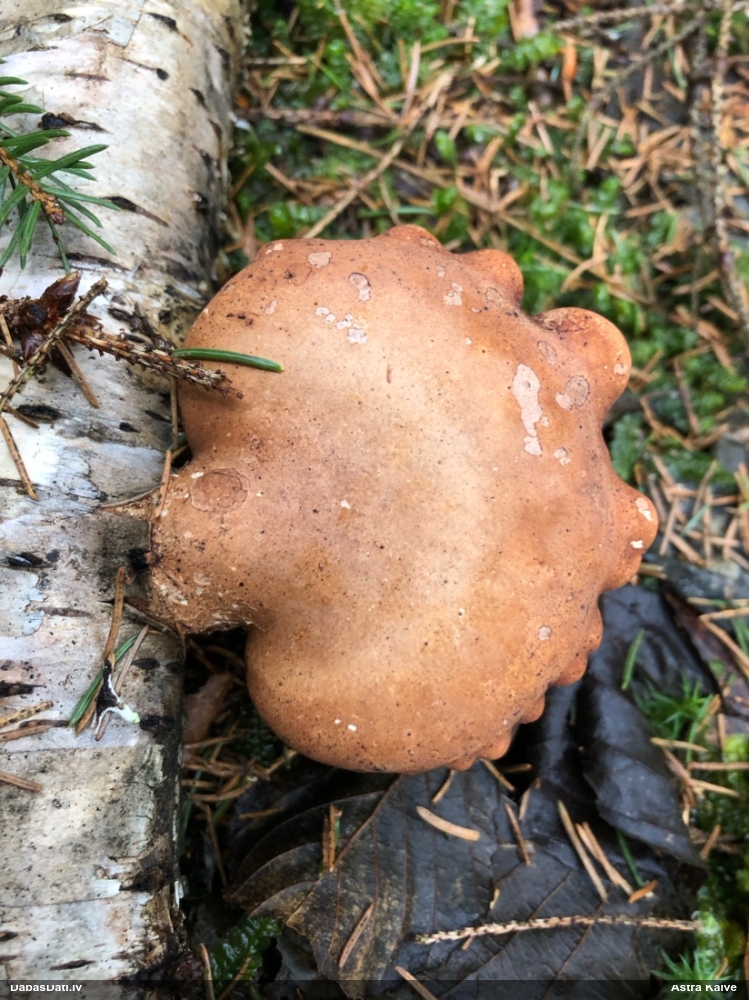 березовый Трутовик