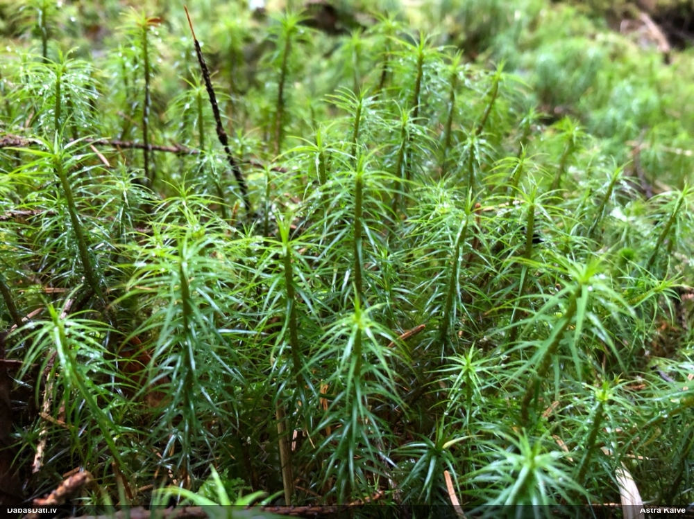 Krāšņais dzegužlins