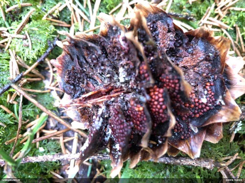 Egļu čiekuru rūsa