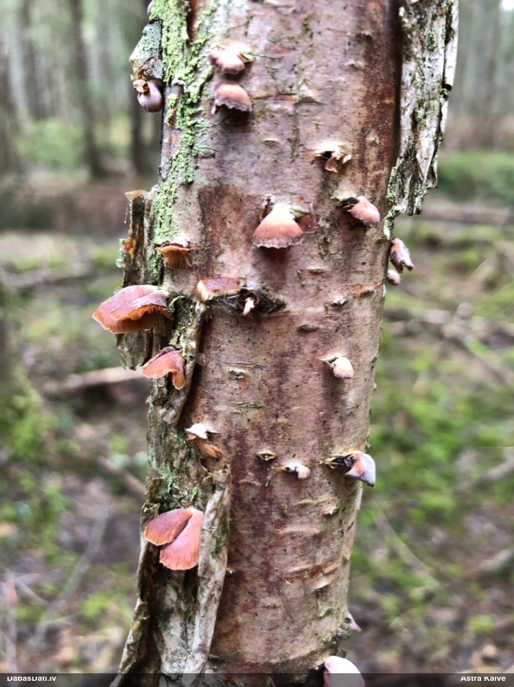 Izplestā pundurkamolene