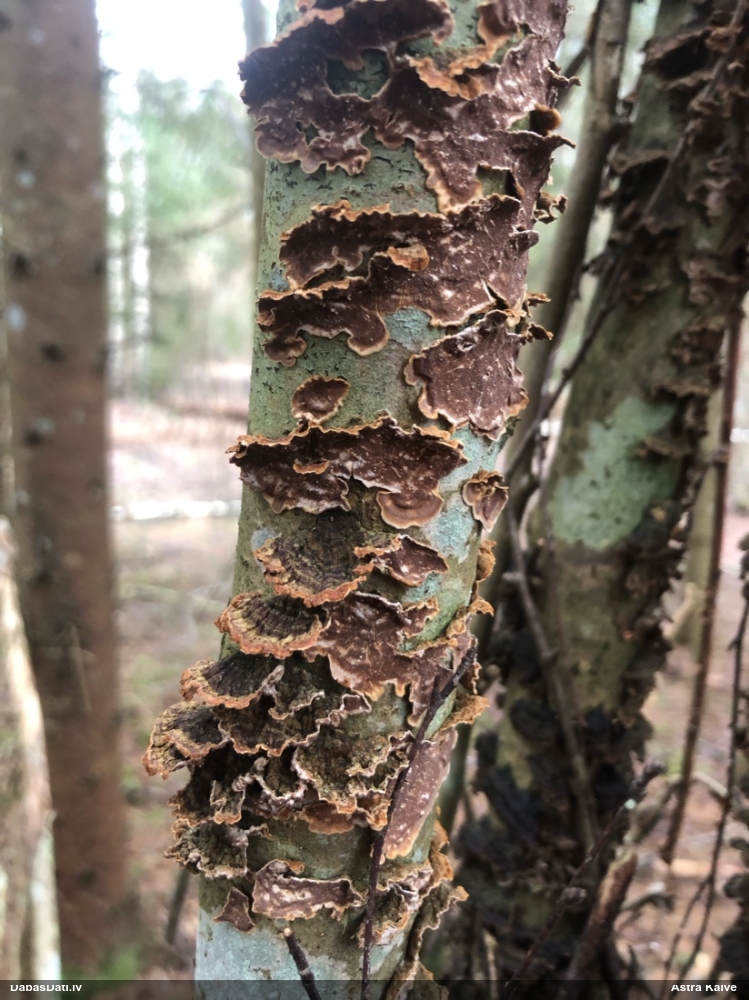 Lazdu brūnsvārcene