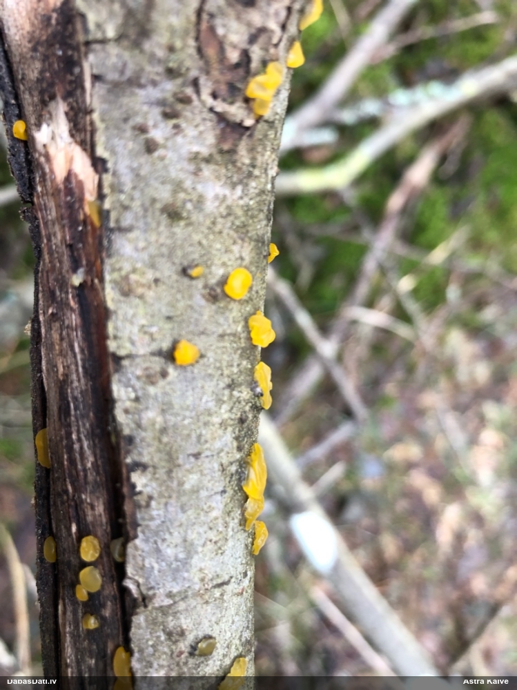 Pirkstainā galertene