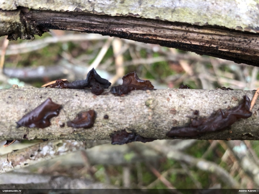 Saplacinātā eksīdija