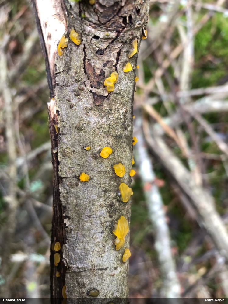 Pirkstainā galertene