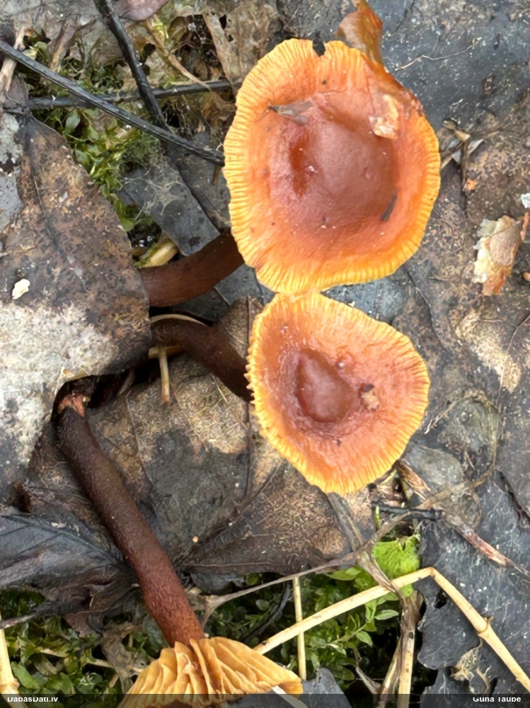 Samtainā ziemene (ziemas celmene)