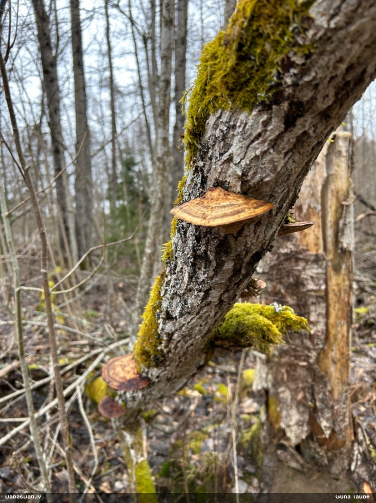 Parastā labirintpiepe