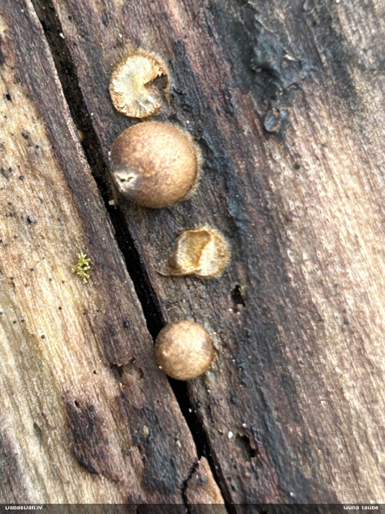 Koksnes vilkpienaine