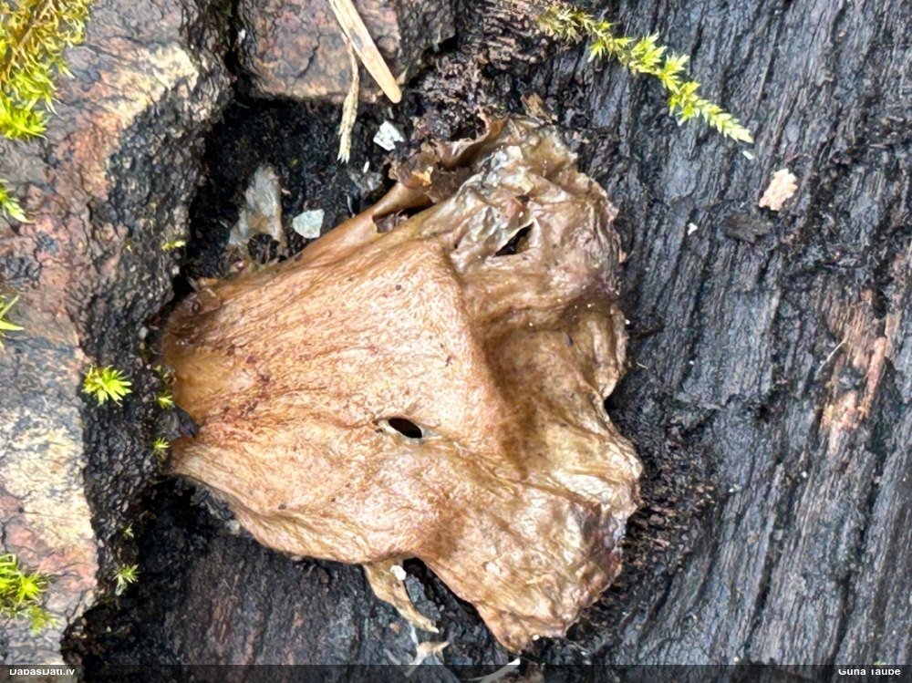 Vēlā pundurkamolene